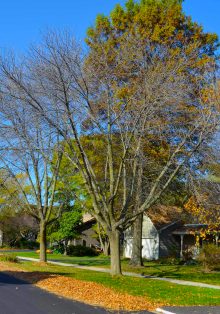 Scouts Rake Leaves for Seniors in Their Community