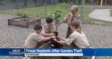 Boy Scouts Replant Orange Trees Thieves Stole from a Church